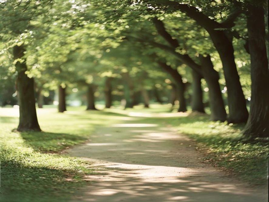 Park pathway with trees and dappled sunlight